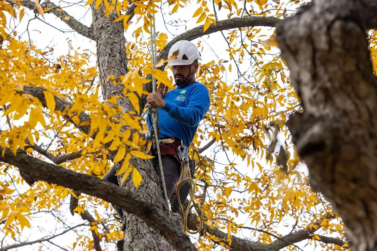 Skilled Storm Damage Cleanup crew working in Gladewater