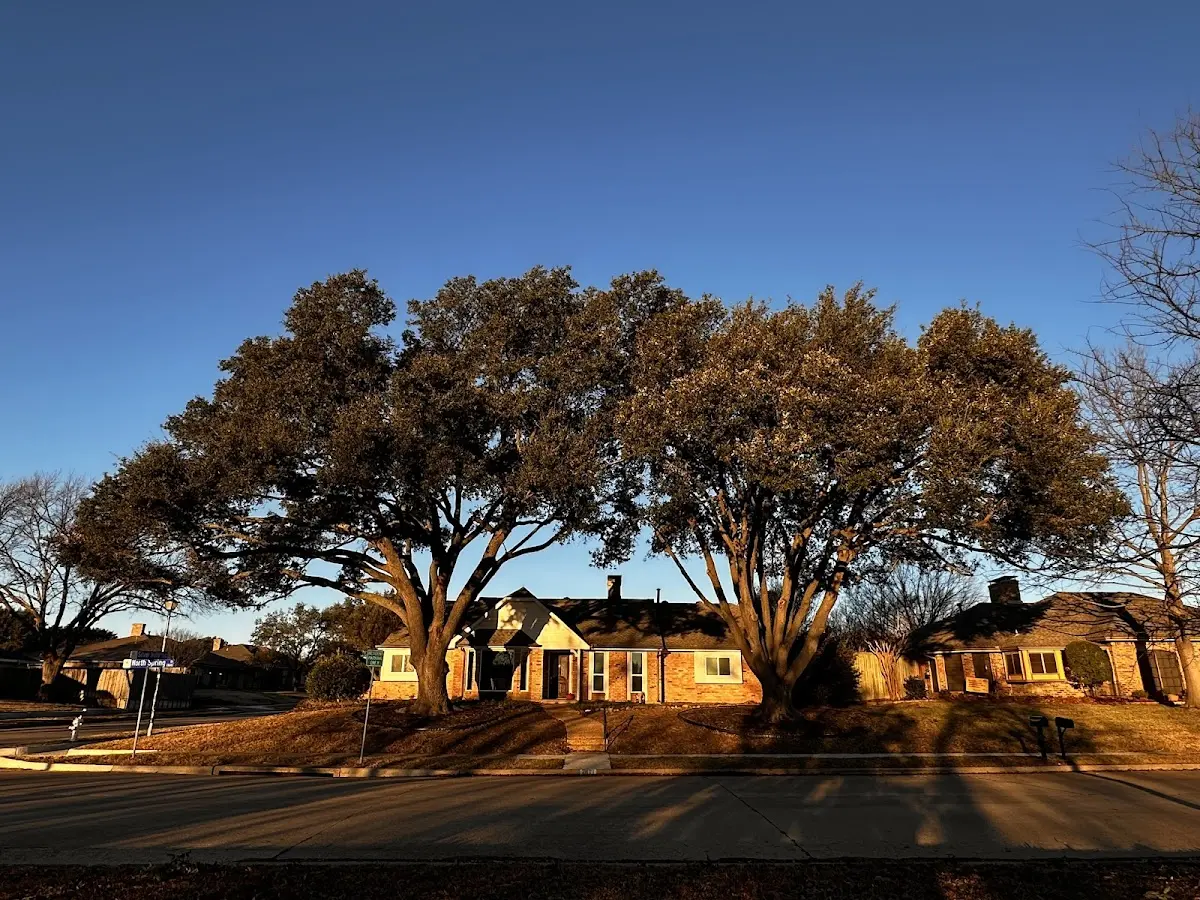Established residential canopy tree shading a home in Gladewater
